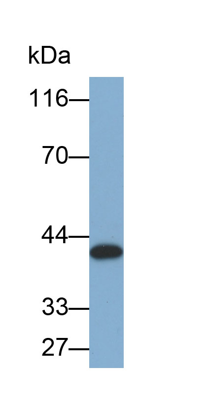 Biotin-Linked Polyclonal Antibody to Apolipoprotein A5 (APOA5)