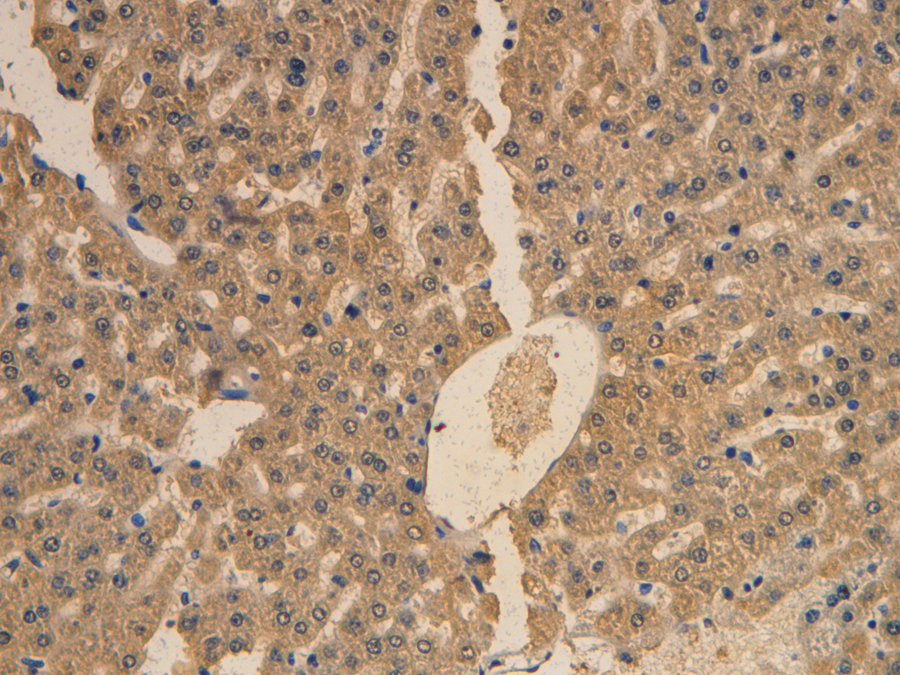 Biotin-Linked Monoclonal Antibody to Apolipoprotein B (APOB)