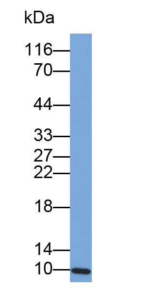 Biotin-Linked Polyclonal Antibody to S100 Calcium Binding Protein A2 (S100A2)