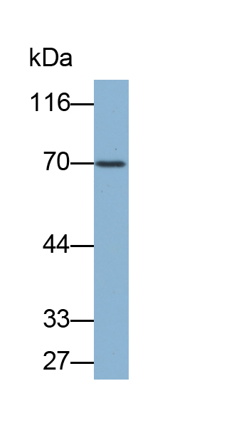 Biotin-Linked Polyclonal Antibody to Serpin A10 (SERPINA10)