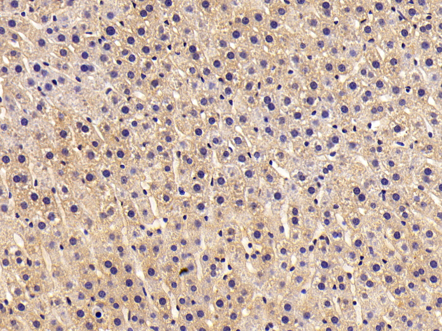 Biotin-Linked Polyclonal Antibody to Complement Factor B (CFB)