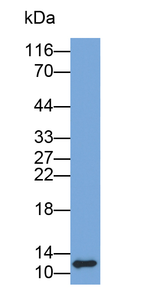 Biotin-Linked Polyclonal Antibody to S100 Calcium Binding Protein A3 (S100A3)