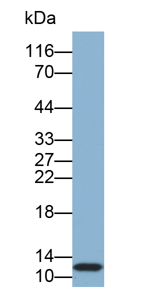 Biotin-Linked Polyclonal Antibody to S100 Calcium Binding Protein A3 (S100A3)