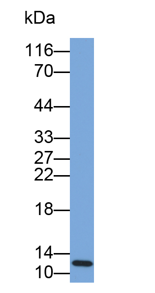 Biotin-Linked Polyclonal Antibody to S100 Calcium Binding Protein A4 (S100A4)