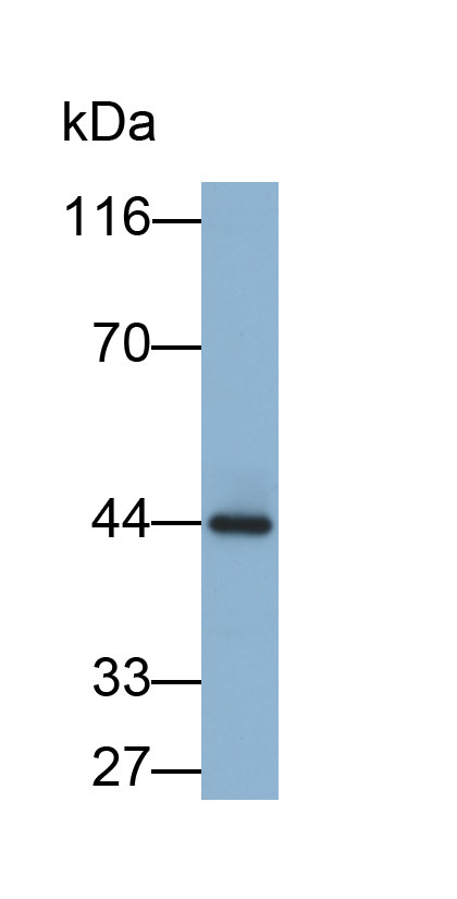 Biotin-Linked Polyclonal Antibody to Creatine Kinase B (CK-BB)