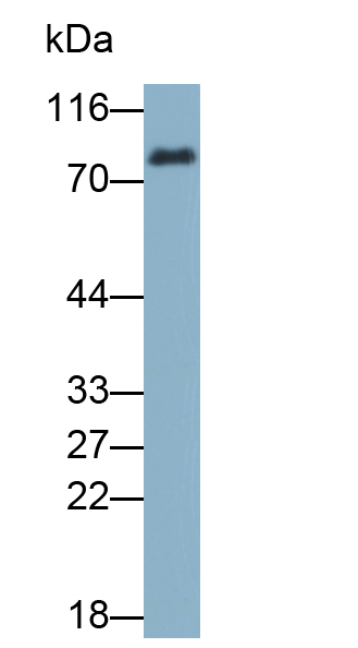 Biotin-Linked Polyclonal Antibody to Transferrin (TF)