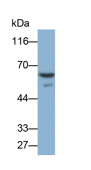 Biotin-Linked Polyclonal Antibody to Transferrin (TF)