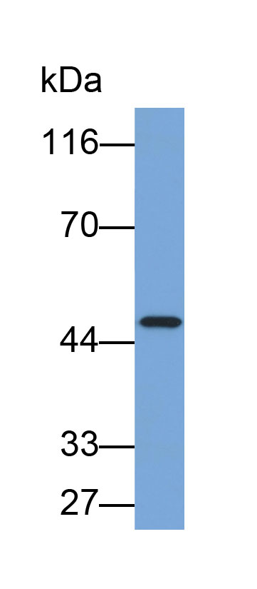 Biotin-Linked Polyclonal Antibody to Peroxisome Proliferator Activated Receptor Delta (PPARd)