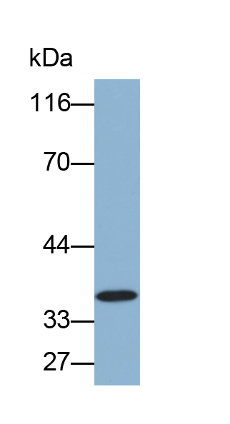 Biotin-Linked Polyclonal Antibody to Interleukin 24 (IL24)