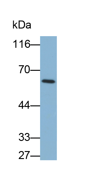 Biotin-Linked Polyclonal Antibody to Growth Differentiation Factor 5 (GDF5)