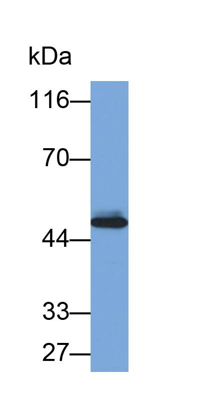 Biotin-Linked Polyclonal Antibody to Activin A Receptor Type I B (ACVR1B)