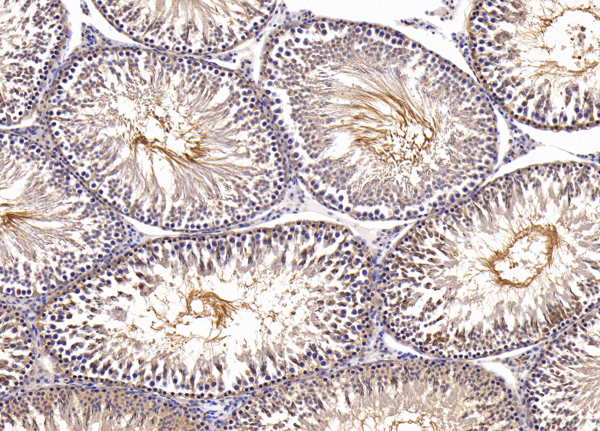 Biotin-Linked Polyclonal Antibody to Activin A Receptor Type II B (ACVR2B)