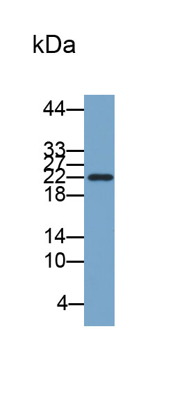 Biotin-Linked Polyclonal Antibody to Gremlin 1 (GREM1)