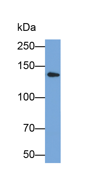 Biotin-Linked Polyclonal Antibody to Collagen Type IV Alpha 5 (COL4a5)