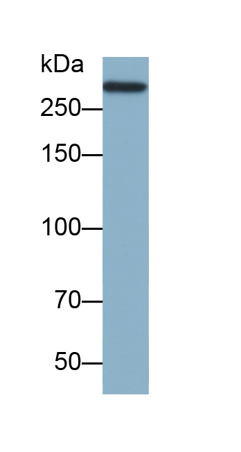 Biotin-Linked Monoclonal Antibody to Collagen Type VII (COL7)