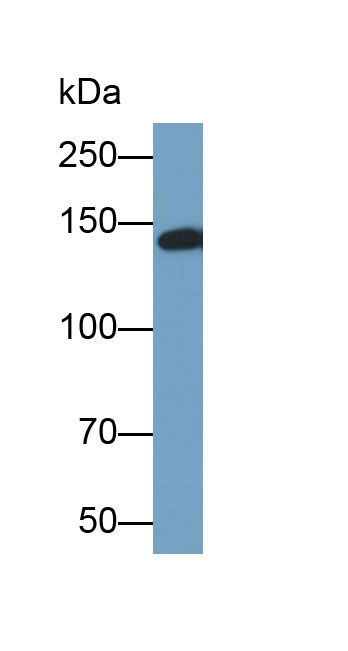 Biotin-Linked Polyclonal Antibody to Collagen Type VI Alpha 1 (COL6a1)