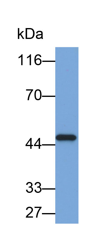 Biotin-Linked Polyclonal Antibody to Neuregulin 2 (NRG2)