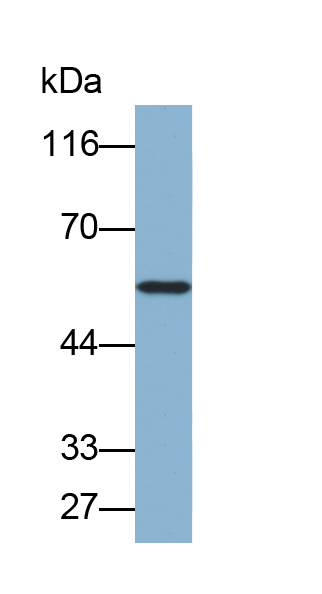 Biotin-Linked Polyclonal Antibody to Bleomycin Hydrolase (BLMH)