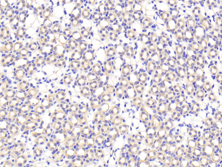 Biotin-Linked Polyclonal Antibody to Profilin 1 (PFN1)