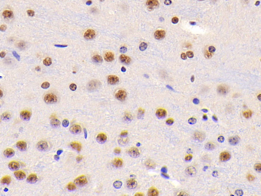 Biotin-Linked Polyclonal Antibody to Nucleolin (NCL)