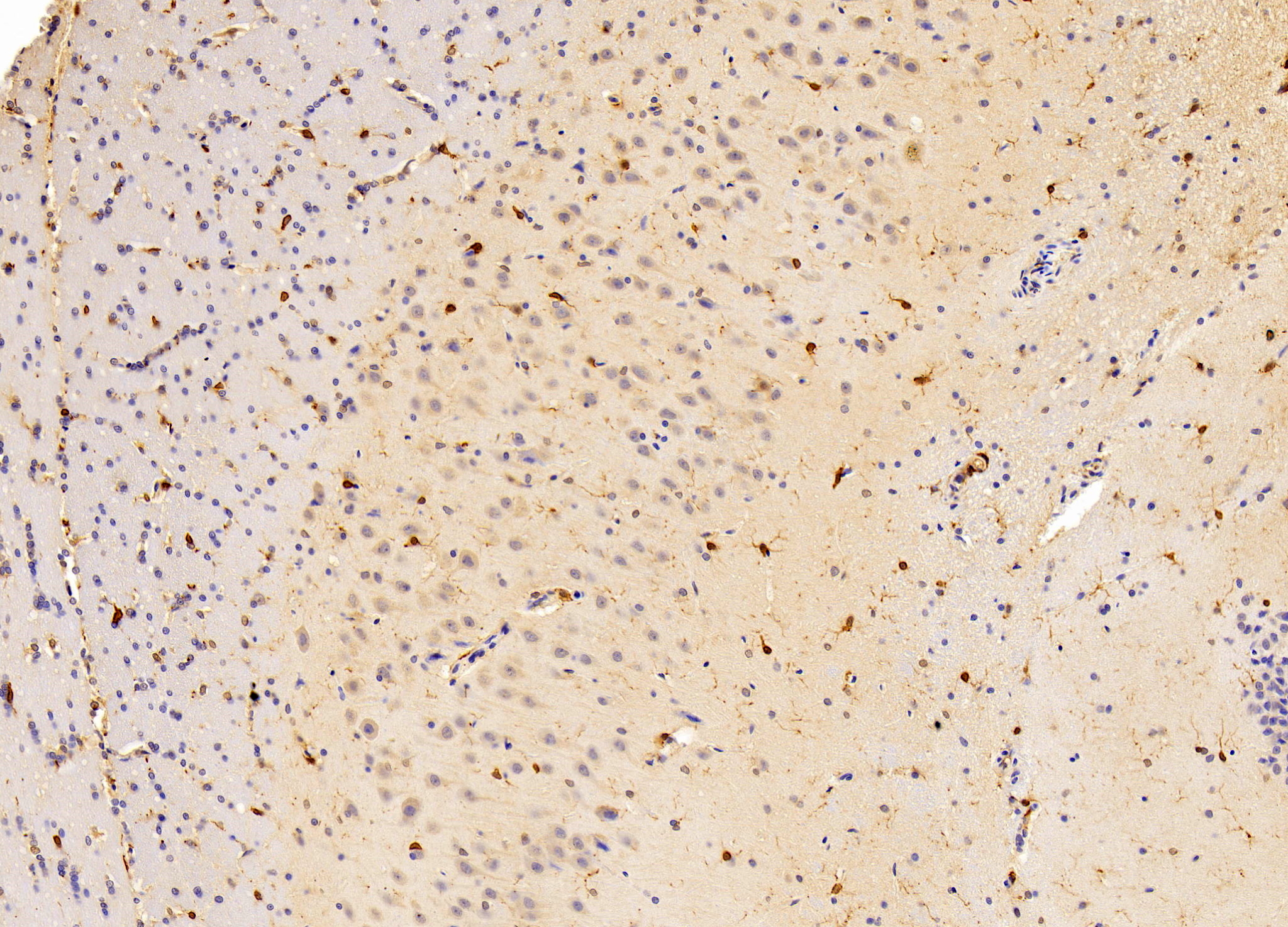 Biotin-Linked Polyclonal Antibody to Ionized Calcium-binding Adapter Molecule 1 (IBA1)