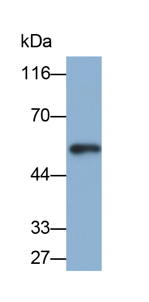 Biotin-Linked Polyclonal Antibody to Antithrombin (AT)