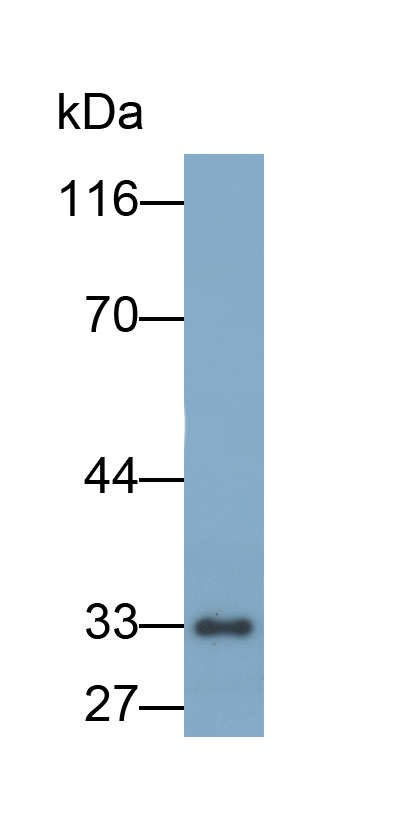 Biotin-Linked Polyclonal Antibody to Caspase 6 (CASP6)