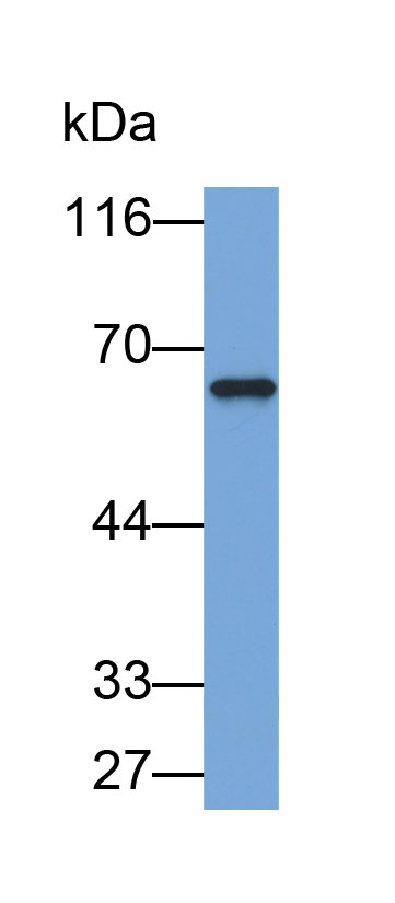 Biotin-Linked Polyclonal Antibody to Dymeclin (DYM)