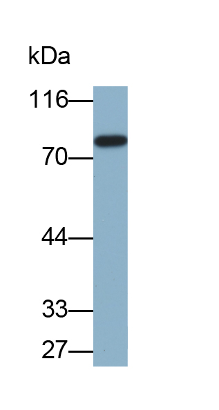 Biotin-Linked Polyclonal Antibody to Fibulin 1 (FBLN1)