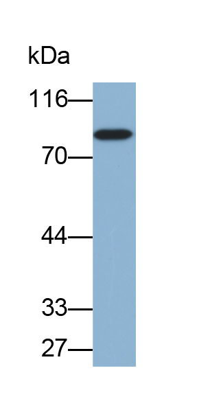 Biotin-Linked Polyclonal Antibody to Fibulin 1 (FBLN1)