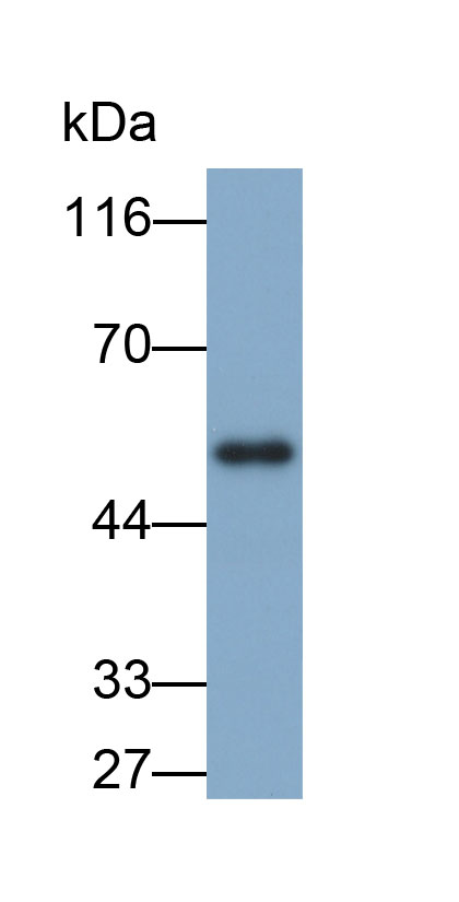 Biotin-Linked Polyclonal Antibody to Fibrinogen Gamma (FGg)