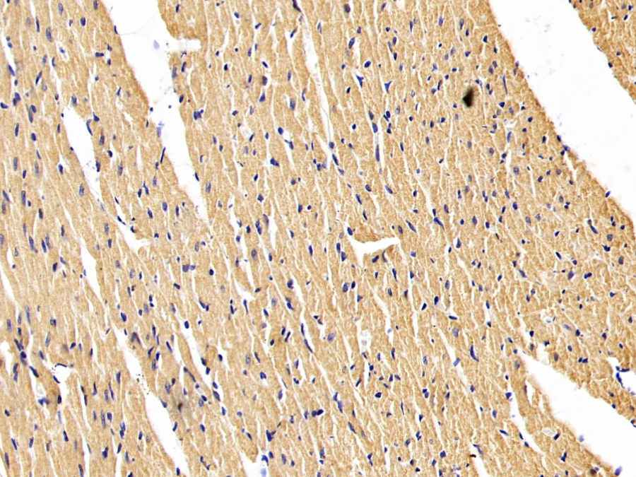 Biotin-Linked Polyclonal Antibody to Islet Cell Autoantigen 1 (ICA1)