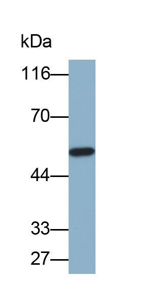 Biotin-Linked Polyclonal Antibody to Islet Cell Autoantigen 1 (ICA1)