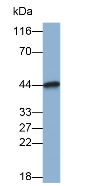 Biotin-Linked Polyclonal Antibody to Pim-1 Oncogene (PIM1)