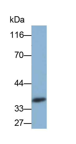 Biotin-Linked Polyclonal Antibody to Pim-1 Oncogene (PIM1)