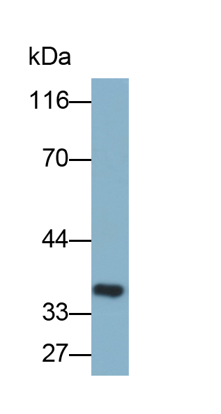 Biotin-Linked Polyclonal Antibody to Mitochondrial Uncoupling Protein 2 (UCP2)