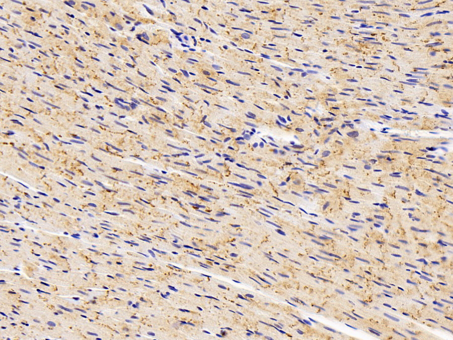 Biotin-Linked Polyclonal Antibody to Mitochondrial Uncoupling Protein 2 (UCP2)