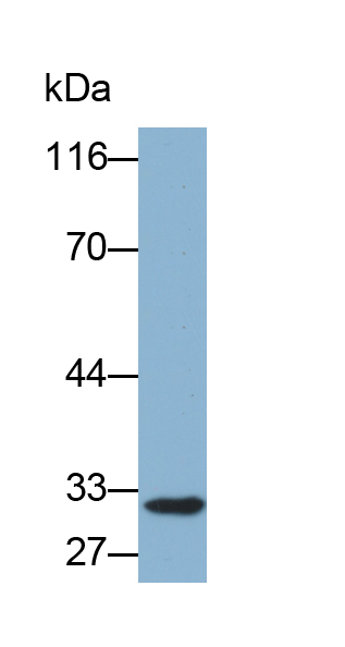 Biotin-Linked Polyclonal Antibody to Nucleophosmin 1 (NPM1)