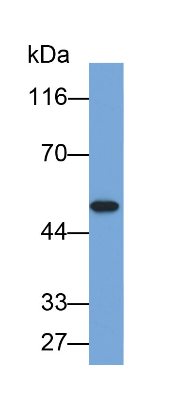 Biotin-Linked Polyclonal Antibody to 2',5'-Oligoadenylate Synthetase 1 (OAS1)