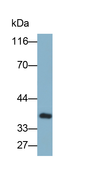 Biotin-Linked Polyclonal Antibody to Osteoglycin (OGN)