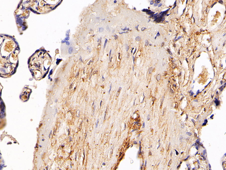 Biotin-Linked Polyclonal Antibody to Heparan Sulfate Proteoglycan 2 (HSPG2)