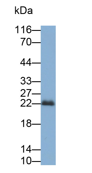 Biotin-Linked Polyclonal Antibody to Peroxiredoxin 1 (PRDX1)