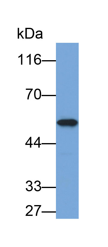 Biotin-Linked Polyclonal Antibody to Phenylalanine Hydroxylase (PAH)