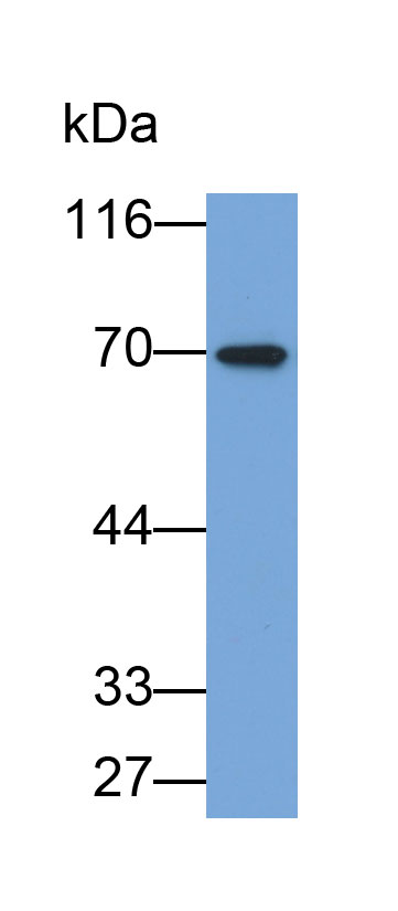 Biotin-Linked Polyclonal Antibody to Ribophorin I (RPN1)