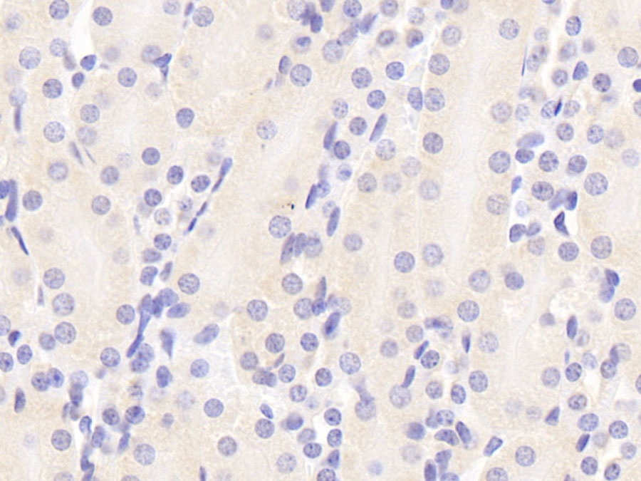 Biotin-Linked Polyclonal Antibody to Ribophorin I (RPN1)