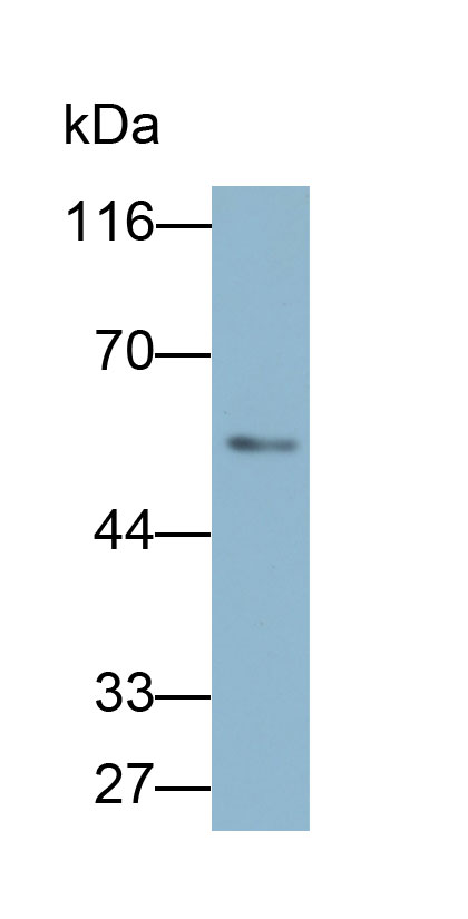 Biotin-Linked Polyclonal Antibody to Telomeric Repeat Binding Factor 1 (TERF1)