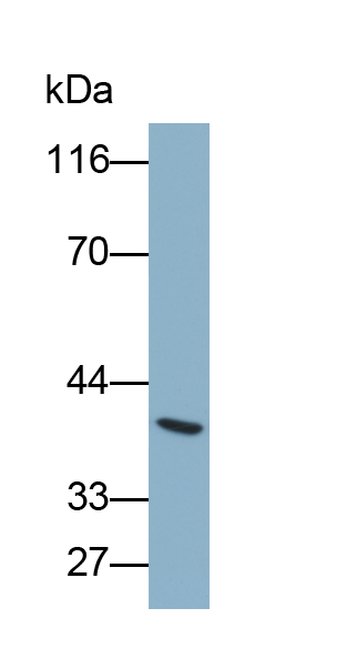 Biotin-Linked Polyclonal Antibody to Secreted Frizzled Related Protein 5 (SFRP5)