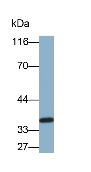 Biotin-Linked Polyclonal Antibody to Renalase (RNLS)