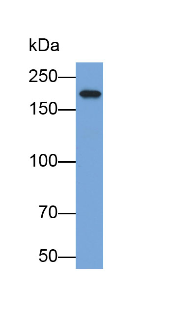 Biotin-Linked Polyclonal Antibody to Supervillin (SVIL)