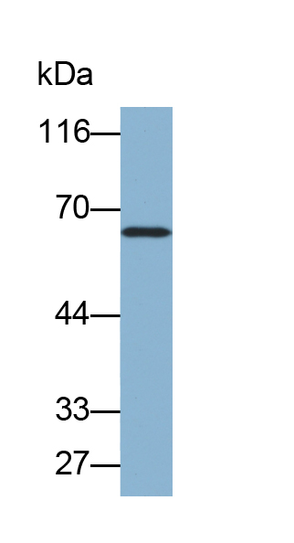 Biotin-Linked Polyclonal Antibody to Glutamate Decarboxylase 1, Brain (GAD1)